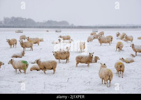 Inmitten eines Schneesturms auf einem Bauernfeld in Großbritannien dummelt sich eine Herde Schafe für Wärme zusammen. Stockfoto