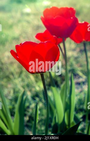 Gefilterte Bilder, die aus einem Satz von 3 Bildern zusammen in einem einzigen RGB-Bild entstehen. Endbild eine Tulpe in einem Garten, der aus 3 Primärfarben besteht, gefiltert und kombiniert. Stockfoto