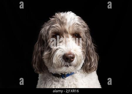 Studioaufnahme eines braunen und weißen Labradoodles, der auf einem schwarzen Hintergrund sitzt. Stockfoto