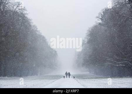 Hund Spaziergänger trotzen dem Schnee wie es beginnt in Cirencester Park, Gloucestesrire zu fallen. Stockfoto