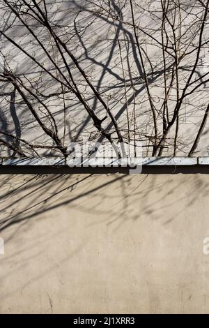 Ein blattloser Baum, der Schatten auf eine schlichte Wand und eine Seite eines nahegelegenen Gebäudes wirft. Stockfoto