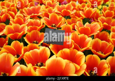 Fabelhafte gelbe und rote kultivierte Tulpe namens Konfuzius mit ihrem Namensschild Stockfoto