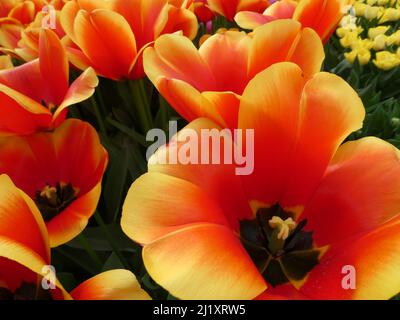 Fabelhafte gelbe und rote kultivierte Tulpe namens Konfuzius. Im Hintergrund ein gelbes Tulpenfeld Stockfoto