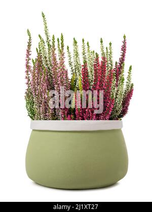 Calluna Blumen in Vase isoliert auf weißem Hintergrund Stockfoto