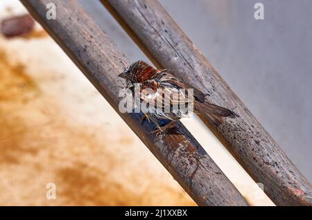 Kleiner Sperling auf dem Holzzaun Stockfoto