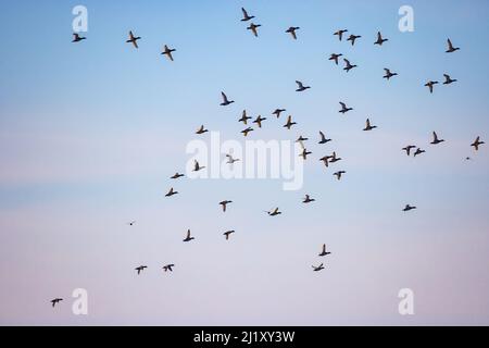 Eine Schar von Nördlicher Pintail (Anas acuta) im Fliege Stockfoto