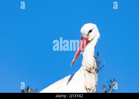 Weißstorch, Ciconia ciconia, im Nest Stockfoto