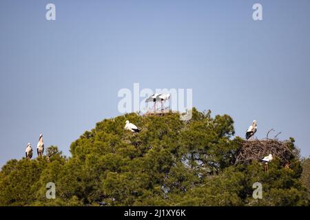 Eine Kolonie von Weißstörchen, Ciconia ciconia, im Nest, in einer mediterranen Kiefer. Der Fokus liegt auf dem oberen Paar Stockfoto