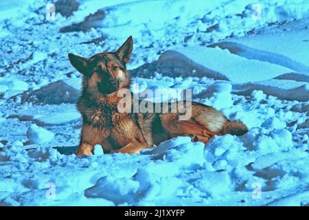 Der Schäferhund ruht im Schnee. Nördliche Temperierung Stockfoto