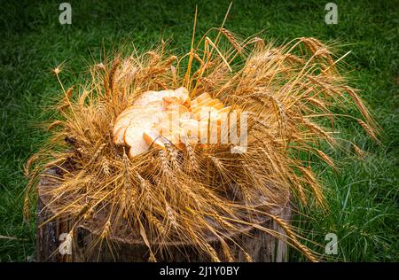 Brotscheiben auf dem Hintergrund der goldenen Ähren von Weizenähren Stockfoto
