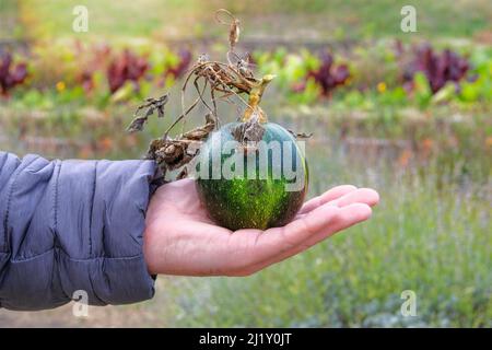 Herbsternte und Landwirtschaft. Dekorative Kürbis in der Hand in rustikalen Bauernhof im Herbst. Stockfoto
