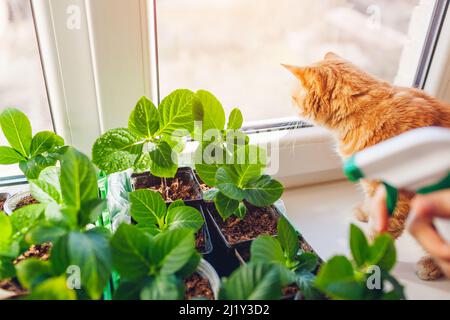 Gärtner sprühen bigleaf Hortensien mit Wasser unter Betreuung von neuen Pflanzen mit Katze. Wachsende Büsche aus Stecklingen in Töpfen zu Hause auf Fensterbank. Stockfoto