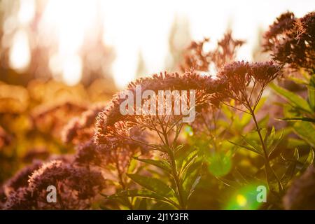 Eutrochium maculatum, Blumenpflanze über Sonnenuntergang Licht Stockfoto