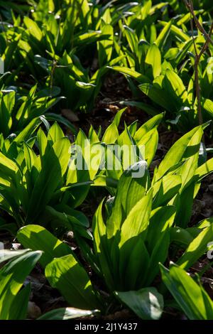 Bärlauch (Allium ursinum) grüne Blätter im Wald. Die Pflanze ist auch als Ramsons, Buckrams, breitblättriger Knoblauch, Holzknoblauchzehen, Bärlauch oder bekannt Stockfoto