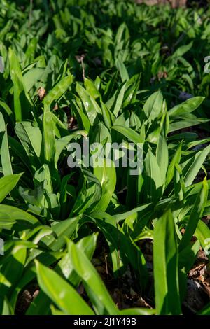 Bärlauch (Allium ursinum) grüne Blätter im Wald. Die Pflanze ist auch als Ramsons, Buckrams, breitblättriger Knoblauch, Holzknoblauchzehen, Bärlauch oder bekannt Stockfoto