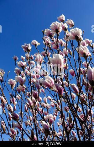 Blühende Magnolien, Berlin, Deutschland Stockfoto