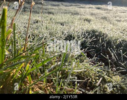 Schnee und Frost auf Grashalmen Stockfoto