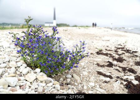 Echium vulgare am felsigen Strand der Insel Saaremaa. Im Hintergrund hoher Leuchtturm Sorve der bekannteste Anblick auf Saaremaa. Stockfoto