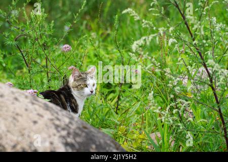 Tabby und weiße Hauskatze exploriert im grünen Sommergarten. Geeignet für Tier-, Tier- und Wildtierthemen. Stockfoto