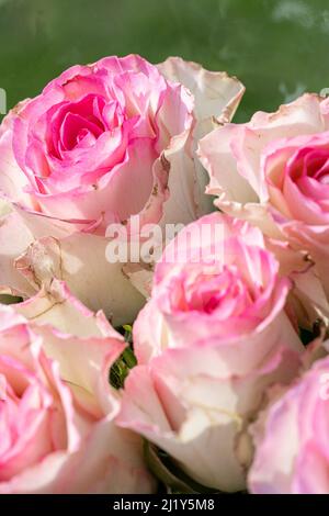 Ein Strauß rosa und weißer Rosen blüht in einem natürlichen Garten mit geringer Schärfentiefe. Stockfoto