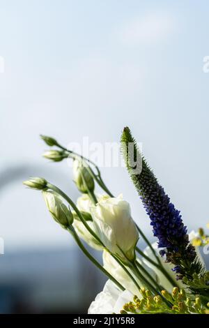 Ein Strauß weißer Rosen blüht in einem natürlichen Garten mit geringer Schärfentiefe. Stockfoto