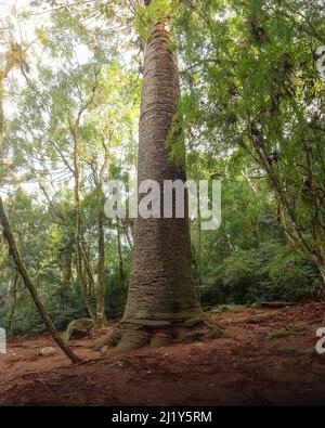 Alte brasilianische Kiefer (Pinheiro Multissäkulare) - Nova Petropolis, Rio Grande do Sul, Brasilien Stockfoto