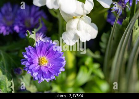 Violette und violette Asterblüten beginnen mit einer geringen Schärfentiefe zu blühen. Stockfoto