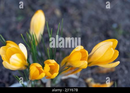 Orangefarbene Krokusse wachsen im Boden, natürlicher Hintergrund, Nahaufnahme. Stockfoto