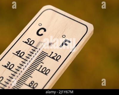 Hirsch Zecke, Ixodes scapularis, auf Holz-Thermometer, mit steigenden Temperaturen, die Zeckenpopulation steigt auch Stockfoto