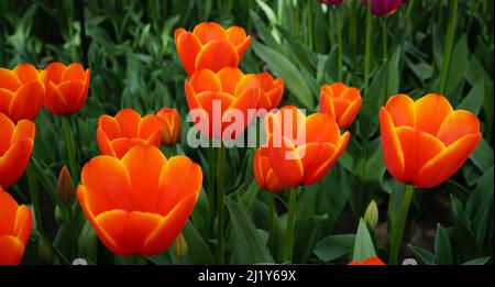 Atemberaubende orange-rote darwin Hybrid-Tulpe mit gelbem Rand, der als „Favorit der Welt“ bezeichnet wird Stockfoto