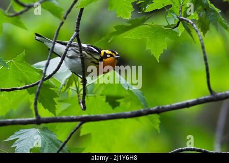 Ein männlicher Schwarzburner-Waldsänger, Setophaga fusca, der sich durch einen Baum bewegt Stockfoto