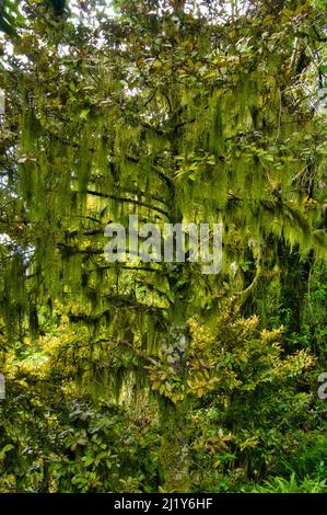 Geheimnisvoller Baum, bedeckt mit Moos und altem Männerbart (Usnea-Arten), der an seinen Ästen hängt, im Wald auf Taranaki, Nordinsel, Neuseeland Stockfoto