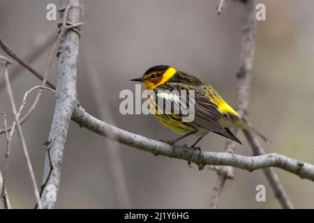 Ein männlicher Cape-May-Waldsänger, Setophaga tigrina, thront Stockfoto