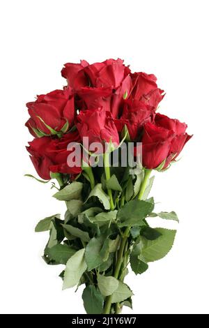 Bouquet von großen roten Rosen auf weißem Hintergrund. Nahaufnahme Stockfoto