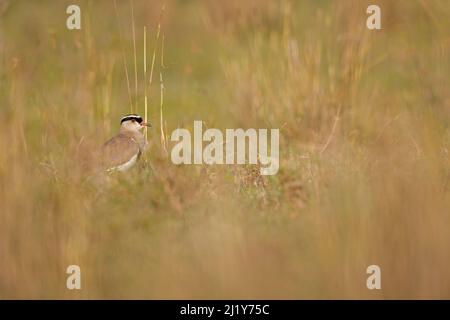 Gekrönter Kiebitz (Vanellus coronatus) auf einer trockenen Wiese im Nairobi-Nationalpark. Stockfoto