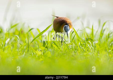 Afrikanische Jacana (Actophilornis africanus) auf einer Wiese. Stockfoto