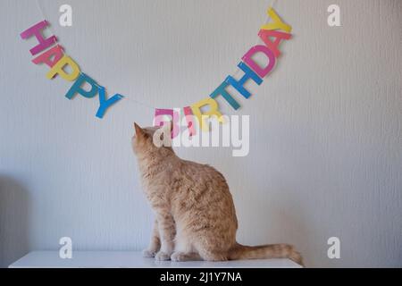 Porträt einer flauschigen Ingwerkatze, die auf einer Kommode sitzt und die bunte Inschrift Happy Birthday anschaut Stockfoto