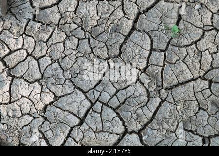 Trockene Erdstruktur, natürliche rissige Schlammstruktur nach einer langen Trockenperiode Stockfoto