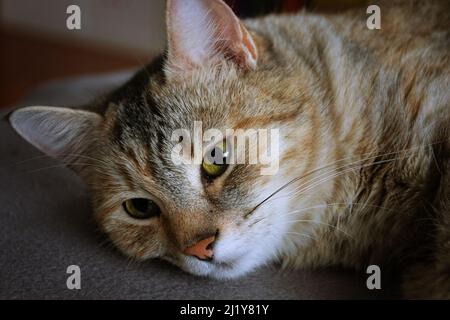 Tabby Katzenportrait, Hybrid mit Felis silvestris Stockfoto