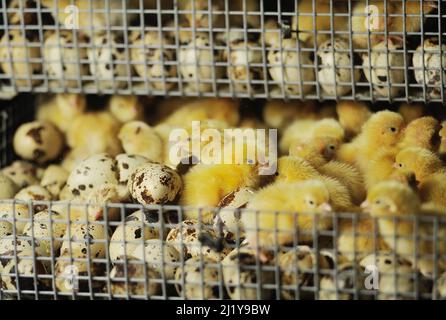 Schlüpfen von Hühnern und Wachteln in einem Inkubator auf einer Geflügelfarm. Stockfoto