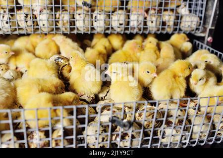 Neugeborene geschlüpfte Wachtel Küken schließen sich in einem Inkubator Stockfoto