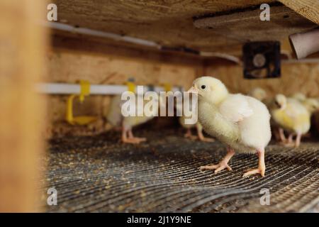 Masthühner in der Voliere vor dem Hintergrund von Geräten zum Trinken und Füttern. Stockfoto