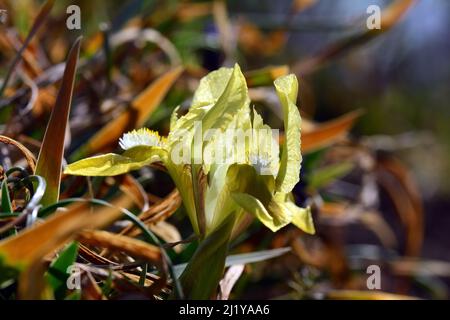 Zwergblume, Zwergblende, Zwerg-Schwertlilie, Iris Nain, Iris pumila, apró nőszirom, Ungarn, Magyarország, Europa Stockfoto