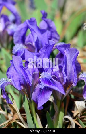 Zwergblume, Zwergblende, Zwerg-Schwertlilie, Iris Nain, Iris pumila, apró nőszirom, Ungarn, Magyarország, Europa Stockfoto