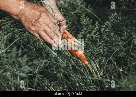 Hände Karottenernte im Garten Stockfoto