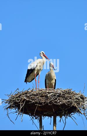 Weißstorch Ciconia ciconia Paar in Ungarn Stockfoto