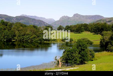 Sommeransicht der Langdale Pikes von Blea Tarn, Lake District Stockfoto