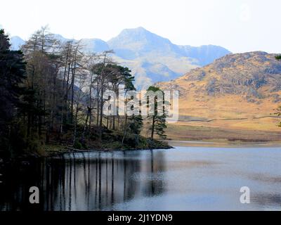 Die Langdale Pikes von Blea Tarn, Lake District aus gesehen Stockfoto