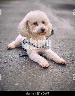 Weißer bichon-Frisse-Hund, der die Kamera anschaut und inmitten einer nassen Straße einen regnerischen und bewölkten Tag posiert. Horizontaler und Kopierbereich. Selektiver Fokus Stockfoto