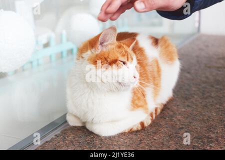 Ein Mann stieret eine streunende weiße und rote Katze auf der Straße. Vorderansicht. Stockfoto
